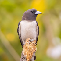 White-breasted Woodswallow